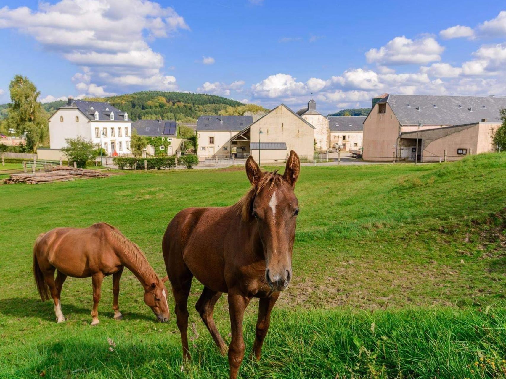 Cottage House Weyer - Mare&Filly Room Extérieur photo